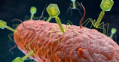 В человеческом кишечнике обнаружено 70 тыс. ранее неизвестных вирусов, – ученые - focus.ua