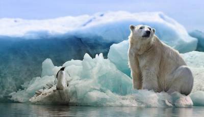 Шведская журналистка описала планы РФ на Арктику фразой из мульфильма «Маша и Медведь» - argumenti.ru - Россия - Швеция - Арктика