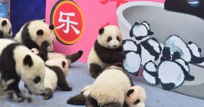 В Китае показали девять маленьких панд, родившихся во время пандемии - focus.ua - Китай - провинция Сычуань - Чэнд