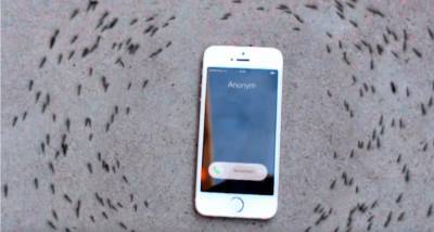 Стало известно, почему муравьи ходят кругами вокруг звонящего iPhone - live24.ru - Москва