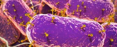Ученые обнаружили в кишечнике человека 140000 видов вирусов - news.bigmir.net