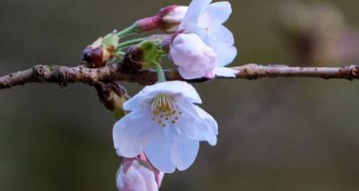 Весна близко: в Японии раньше обычного зацвела сакура - lv.sputniknews.ru - Латвия - Токио