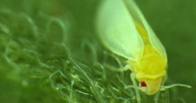 Эволюционное преступление. Белокрылки украли ДНК у растений, чтобы безопасно поедать их же листья - focus.ua