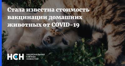 Юлия Мелано - Стала известна стоимость вакцинации домашних животных от COVID-19 - nsn.fm - Россия