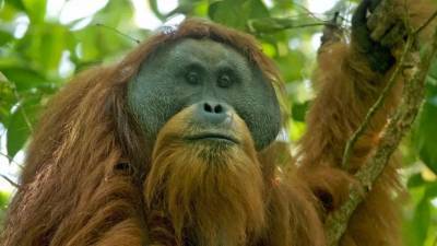 Самая редкая большая обезьяна на Земле может скоро исчезнуть - news.bigmir.net - Индонезия