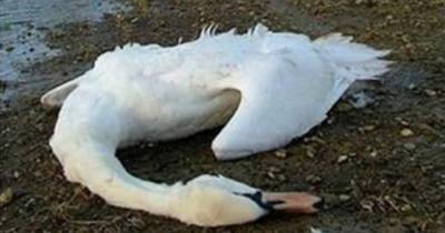 Сотни мертвых уток и лебедей обнаружили на заливе в Дагестане - ren.tv - республика Дагестан