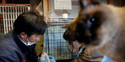 Япония - Не все герои носят плащи. Как японец Сакаэ Като уже 10 лет спасает котов в зараженной радиацией Фукусиме — фоторепортаж - nv.ua