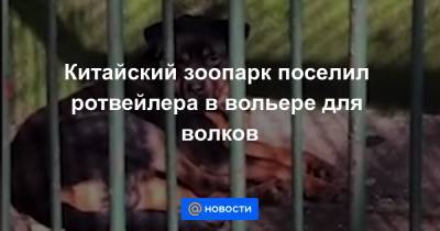 Китайский зоопарк поселил ротвейлера в вольере для волков - news.mail.ru - провинция Хубэй - China
