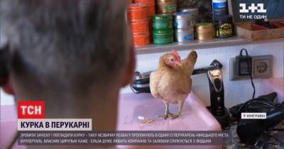 Германия - Необычный сотрудник: как курица по имени Эльза развлекает клиентов парикмахерской в Германии - tsn.ua