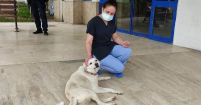Верная собака две недели ждала хозяина у дверей больницы в Турции (видео) - focus.ua - Турция
