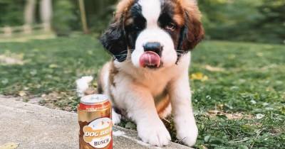 Пивоварня США ищет собаку-дегустатора "пива". Обещают зарплату в $20 тысяч (видео) - focus.ua