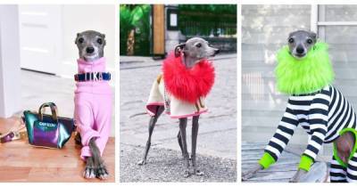 Tika the Iggy: собака стала модным инфлюэнсером и собрала миллион подписчиков в Instagram - focus.ua