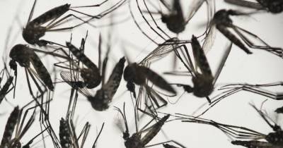 В США выпустят сотни миллионов генно-модифицированных комаров, которые не кусают людей - tsn.ua - штат Флорида