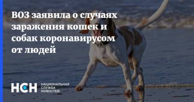 Мелита Вуйнович - ВОЗ заявила о случаях заражения кошек и собак коронавирусом от людей - nsn.fm - Россия