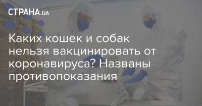 Каких кошек и собак нельзя вакцинировать от коронавируса? Названы противопоказания - strana.ua
