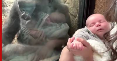 Горилла нашла общий язык с человеческим младенцем: видео - profile.ru - Канада - штат Мэн