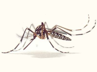 Генетически модифицированные комары выпущены во Флориде - polit.ru - штат Флорида
