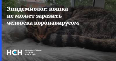 Александр Горелов - Эпидемиолог: кошка не может заразить человека коронавирусом - nsn.fm
