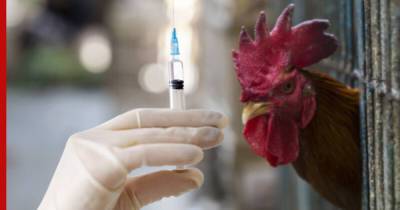 В России создали штамм, который может быть использован как вакцина от птичьего гриппа - profile.ru - Россия
