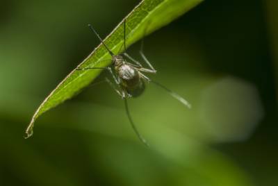 Впервые в США на волю выпустили генно-модифицированных комаров - techno.bigmir.net - Сша - Бразилия - штат Флорида - Малайзия - Панама
