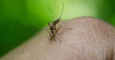 Тысячи гибридов. В США выпустили первых генетически модифицированных комаров - focus.ua - Сша - штат Флорида