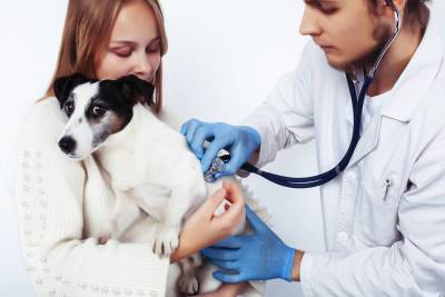 Что известно о вакцине от коронавируса для домашних животных? - skuke.net - Китай