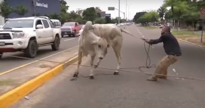 Стадо коров сбежало по дороге на бойню и едва не разгромило город в Боливии (видео) - focus.ua - Боливия - Сант-Круз