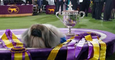 Пекинес по кличке Васаби победил на самой престижной выставке собак в США - focus.ua - Сша - штат Нью-Йорк