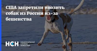 США запретили ввозить собак из России из-за бешенства - nsn.fm - Россия - Сша