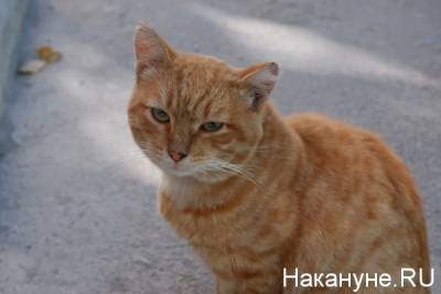 В Челябинской области от коронавируса начали вакцинировать собак и кошек - nakanune.ru - Челябинская обл.