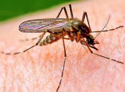 Как обезопасить себя от переносимых комарами вирусов - argumenti.ru - Россия