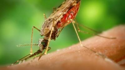 Комары могут быть переносчиками опасных инфекционных заболеваний - newinform.com
