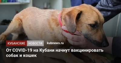 От COVID-19 на Кубани начнут вакцинировать собак и кошек - kubnews.ru - Россия - Краснодарский край
