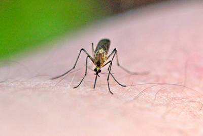 Мужчина заразился редким вирусом из-за укуса комара - lenta.ru - Usa - штат Нью-Джерси - Джеймстаун