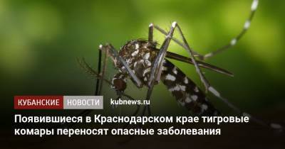 Появившиеся в Краснодарском крае тигровые комары переносят опасные заболевания - kubnews.ru - Краснодарский край