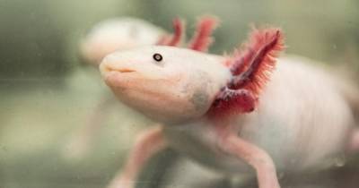 Люди обладают способностью регенерировать части тела, как саламандры, - ученые - focus.ua - штат Мэн