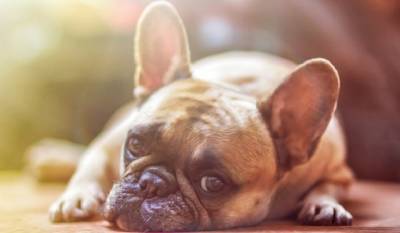 Америка запретила ввоз собак из более чем 100 стран - mirnov.ru - Сша