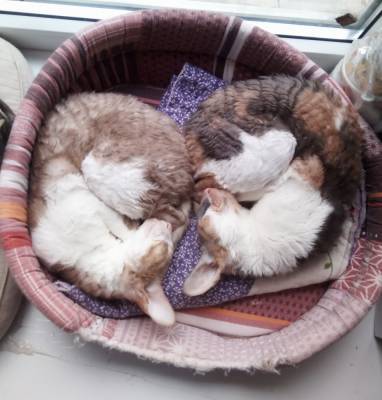 Новых хозяев для породистых кошек, хозяйка которых умерла от коронавируса, ищут в Твери - afanasy.biz - Тверь