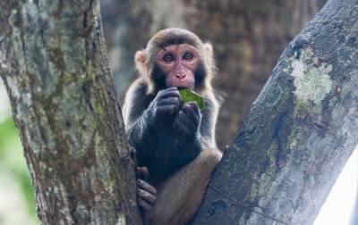 В Китае зафиксирована смерть от вируса обезьяны - korrespondent.net - Украина - Китай
