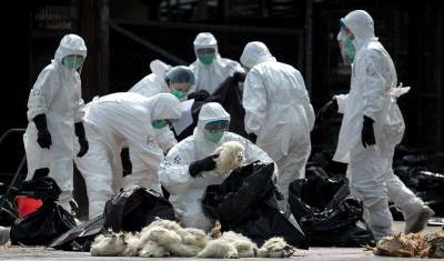 В Китае скончался один из трех заразившихся птичьим гриппом - newizv.ru - Китай - Гонконг - Чунцин