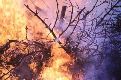 Национальное телевидение Алжира сообщило об увеличении числа жертв лесных пожаров в стране до 65 человек - argumenti.ru - Алжир - Алжирская Народная Демократическая Республика - Алжир