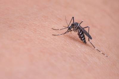 Осенью в России могут повиться комары, переносящие лихорадку Западного Нила - actualnews.org - Россия - Сша - Канада - округ Южный