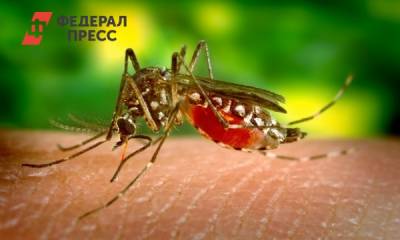 В России появятся комары – переносчики опасного вируса - fedpress.ru - Россия - Москва - округ Южный