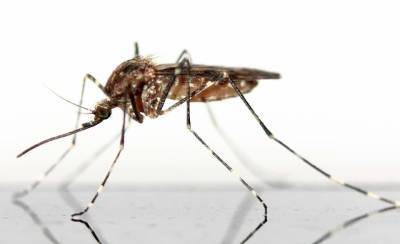 Ученые разработали технологию для борьбы с комарами-переносчиками болезней и мира - cursorinfo.co.il - Сан-Диего