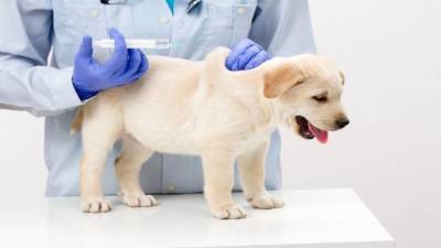 Первые прививки щенкам - в каком возрасте делать, от каких заболеваний, правила вакцинации - skuke.net