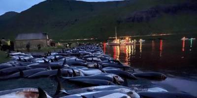 На Фарерских островах прошла крупнейшая охота на дельфинов - argumenti.ru - Дания - Фарерские Острова