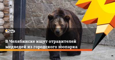В Челябинске ищут отравителей медведей из городского зоопарка - ridus.ru - Челябинск