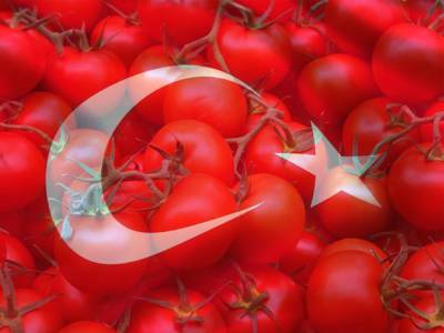 В России нашли вирус в турецких помидорах - rosbalt.ru - Россия - Турция