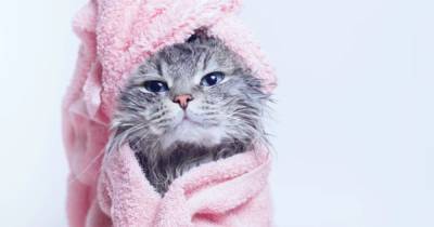 Кошачий дзен. Эксперты назвали четыре способа снятия стресса у кошек - focus.ua - Украина