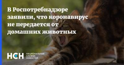 Александр Горелов - В Роспотребнадзоре заявили, что коронавирус не передается от домашних животных - nsn.fm - Москва